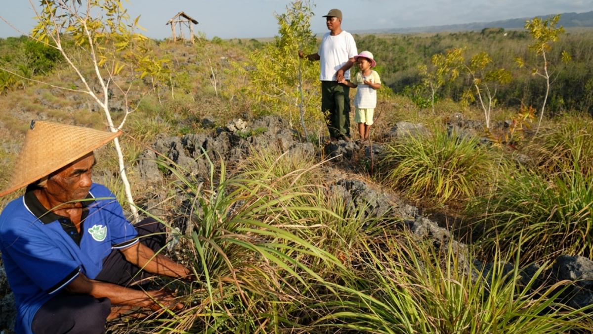 Penanaman Serai Wangi juga diselingi dengan tanaman Kayu Putih [Suara Semarang/Diaz Abidin]