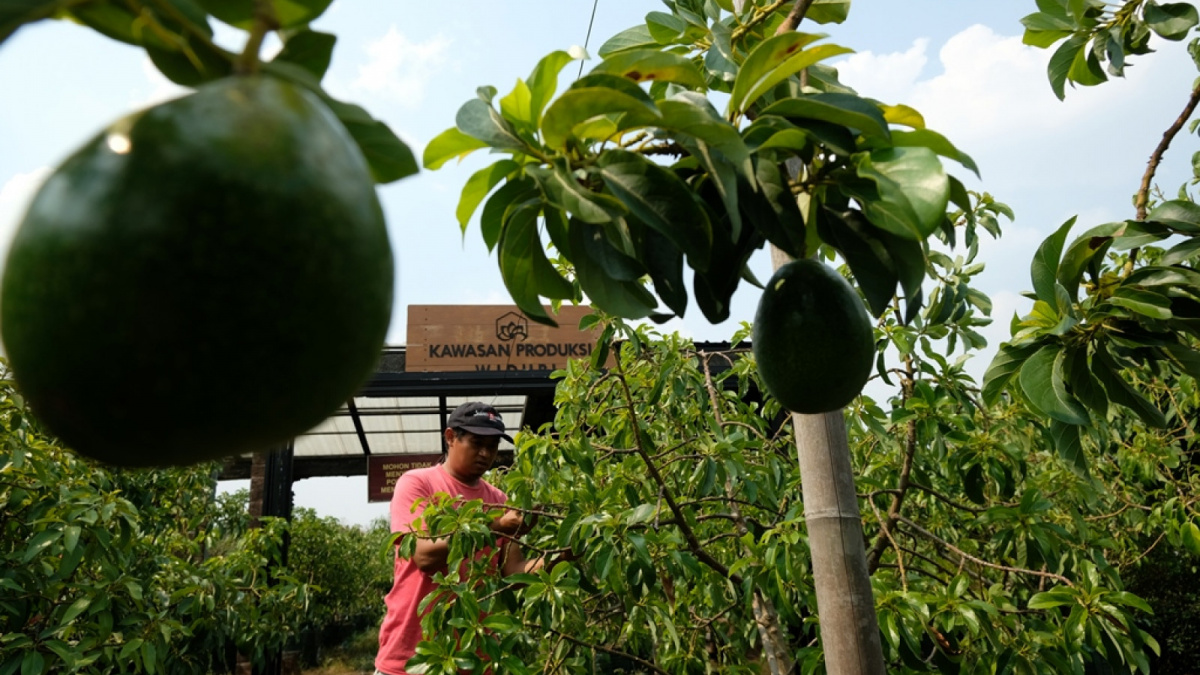 Tanaman alpukat berbuah di Tambulampot Kawasan Produksi Widuri, harganya bisa mencapai kisaran Rp 2-3 juta bahkan lebih [Suara Semarang/Diaz A Abidin]