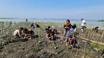 Cegah Rob dan Abrasi Pesisir Kota Semarang, USM Bergerak Tanam 3.000 Mangrove