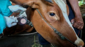 Vaksin PMK Mulai Disuntikan pada Hewan Ternak di Salatiga, 1 Botol Untuk 100 Sapi