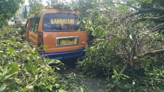 Angkot Tertimpa Pohon Raksasa Tua, Penumpang Panik Dikerubuti Ribuan Semut Rang Rang