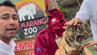 Ini Jenis Harimau Semarang Zoo yang Diberi Nama Cipung Oleh Raffi Ahmad dan Nagita Slavina, Usia, Nama Latin