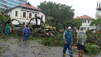 Ada Gerbang Gaib di Pohon Mangga Talijiwo Lawang Sewu yang Tumbang, Dihuni Para Peri Muda Baik Hati