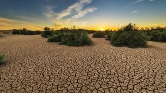 Ini Dia Dampak El Nino pada Hasil Pertanian di Jawa Tengah