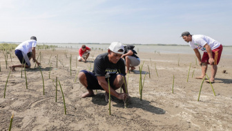 Cegah Abrasi, Pena Mas Ganjar Adakan Gerakan Penanaman Mangrove di Demak