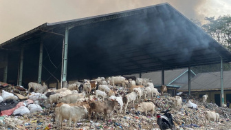 Sapi-sapi Berhamburan Panik saat TPA Jatibarang Semarang Terbakar