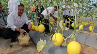 Musim Kemarau Kota Semarang Panen Melon, Mbak Ita: Bukti Ketahanan Pangan Berjalan