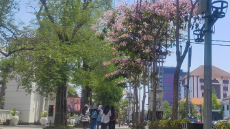 Cantiknya Kota Semarang Rasa Jepang, Kala Bunga Tabebuya Bermekaran Mirip Musim Sakura