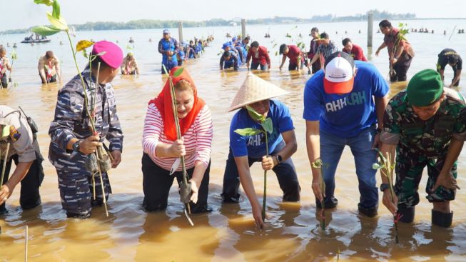 12 Ribu Mangrove Hijaukan Pantai Mangunharjo Semarang
