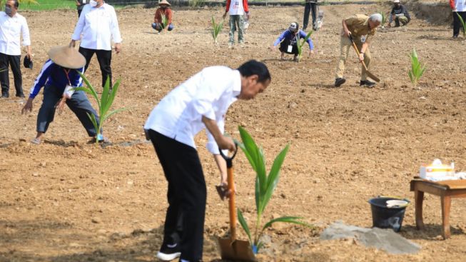 Bangun Ketahanan Pangan Jokowi dan Ganjar Tanam 46 Ribu Bibit Kelapa Genjah di Boyolali