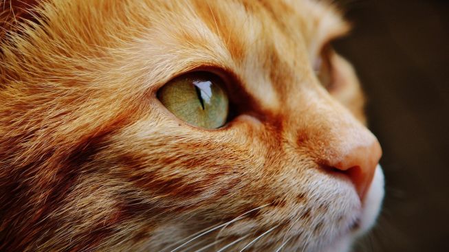 Profil Biodata Xu Zhihui Di Duga Pelaku Yang Tega Blender Kucing Viral di Tik Tok, Orang Mana, Umur, Asal, Akun Instagram dan TikTok