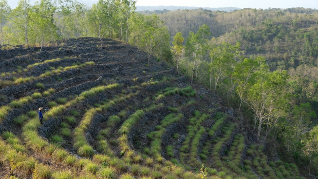 Aroma Minyak Atsiri Serai Wangi dari Tepi Imogiri, Muliakan Tanah Karst Geopark Gunung Sewu
