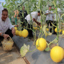 Musim Kemarau Kota Semarang Panen Melon, Mbak Ita: Bukti Ketahanan Pangan Berjalan