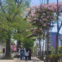 Cantiknya Kota Semarang Rasa Jepang, Kala Bunga Tabebuya Bermekaran Mirip Musim Sakura