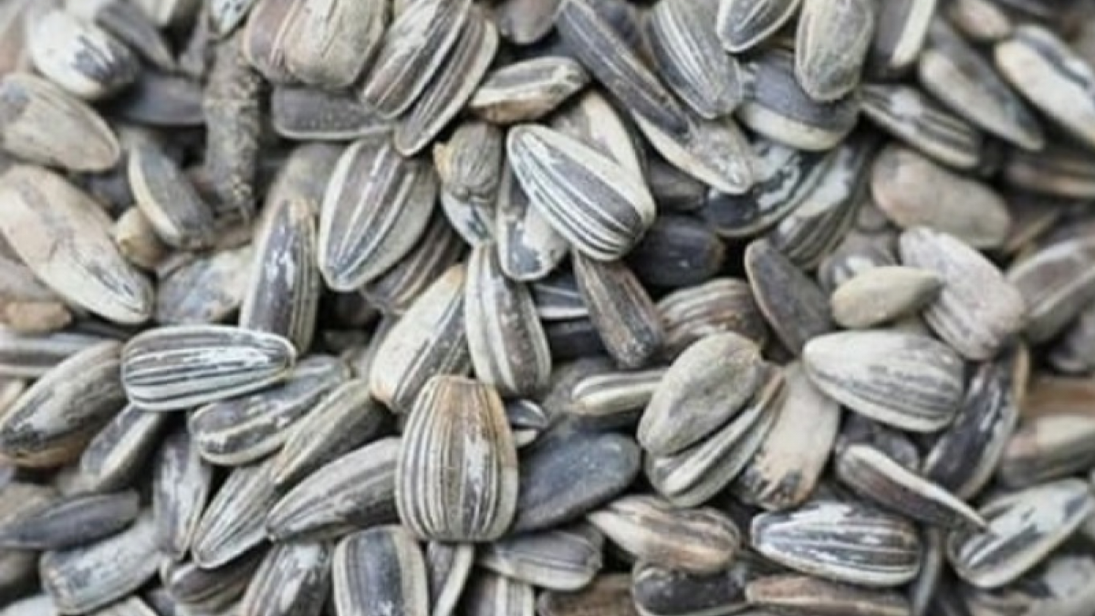 Biji Bunga Matahari [Instagram/cemilankabayan]