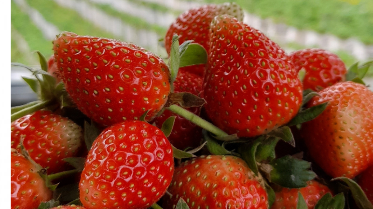 Buah Strawberry [(Dokumenpribadi)]