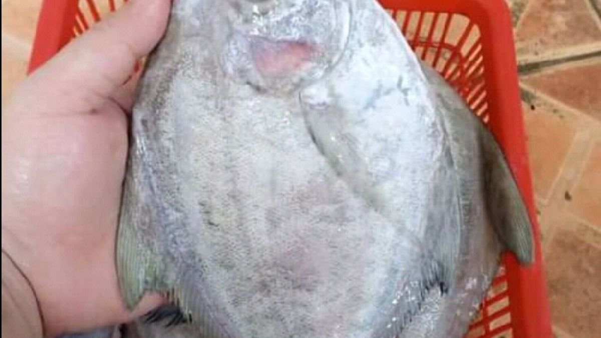 ikan bawal salah satu ikan yang memiliki nutrisi vitamin D [Instagram]