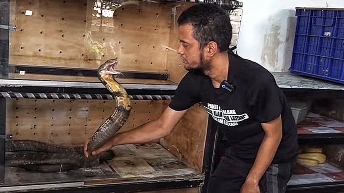 Panji Petualang saat bermain dengan salah satu peliharaan ular King Kobra ketika dikunjungi Kang Dedi Mulyadi di Purwakarta. [Youtube/Kang Dedi Mulyadi]