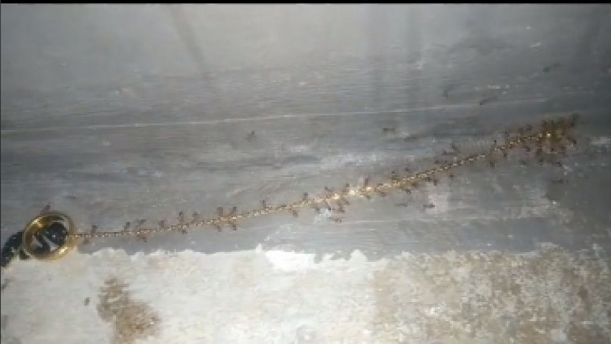 Momen gerombolan semut mengambil dan membawa kalung emas. [TikTok/nayakanaya51430]