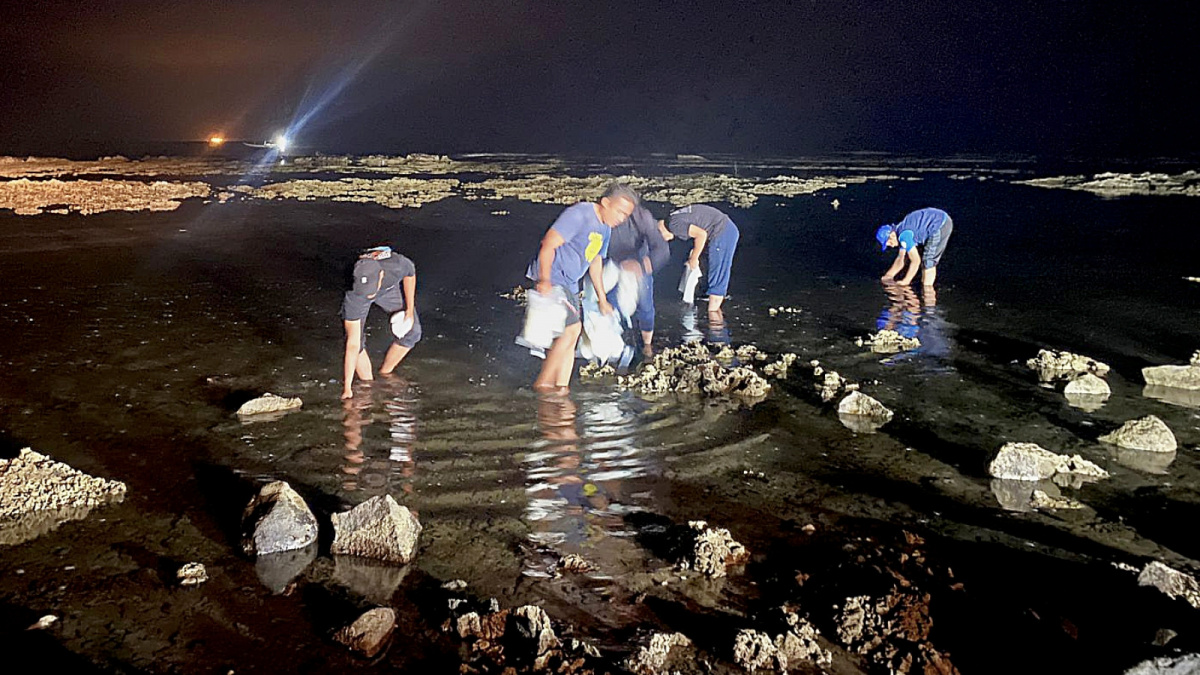 Petugas Balai Besar Karantina Ikan dan Pengendalian Mutu (BKIPM) Jakarta I melepaskan bibit lobster yang akan diselundupkan ke Singapura di loka PSPL Serang, Banten, Minggu (8/10) malam. [Dok. BKIPM Jakarta I/Suara Serang]