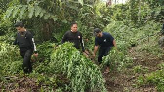 Polda Banten Temukan 3 Hektare Ladang Ganja Di Aceh Utara