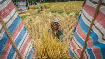 Rendahnya Upah Petani Bisa Ditunjang dengan Teknologi Ekosistem Digital