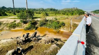 Momen Presiden Jokowi Menyaksikan Habitat Gajah Liar dari Ruas Tol Pekanbaru-Dumai