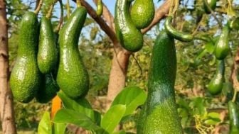 Buah Yang Bisa Jadi Gorengan, Enak dan Menyenangkan Selain Pisang dan Nanas