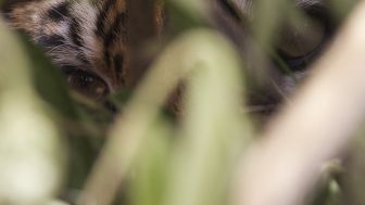 Petani Karet Siak Meninggal Mengenaskan Bikin BKSDA Riau Cegah Harimau Sumatra