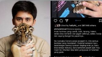 Heboh Kematian Cenora, Anak Harimau Alshad Ahmad Tuai Kontroversi, BBKSDA Belum Terima Laporan