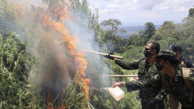 Dua Hektare Ladang Ganja Dimusnahkan BNN