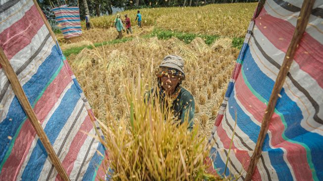 Permudah Kredit Petani, Pemerintah Tambah Subsidi Bunga KUR 3% untuk Pertanian