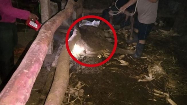 Kasus Antraks di Gunungkidul, Sapi Sudah Dikubur, Disembelih, lalu Dimakan