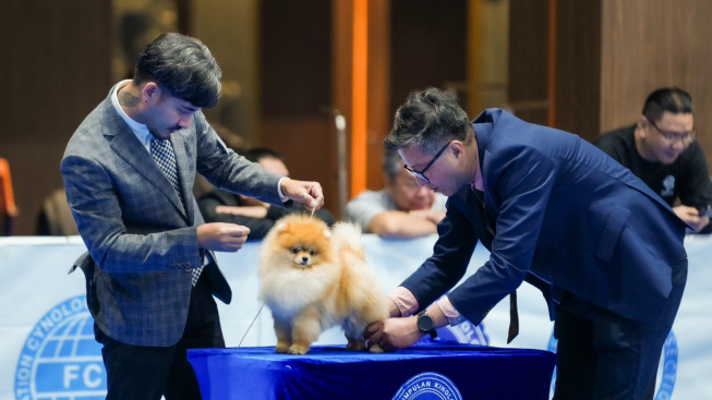 Begini Keseruan Kontes Anjing Pintar dan Cantik di JSI Resort Bogor