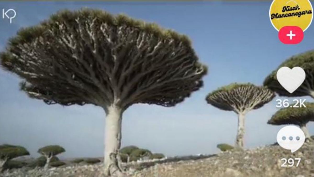 Pulau Socotra [Tangkapan layar Tiktok @kisahmancanegara]