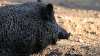 Asal usul Babi Ngepet, Mitos Pesugihan yang Bisa Memakan Korban dari Gunung Kawi