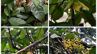 Liburan Nataru 2022 ke Kebun Raya Bogor? Sempatkan Melihat Keindahan Musim Bunga Suku Annonaceae