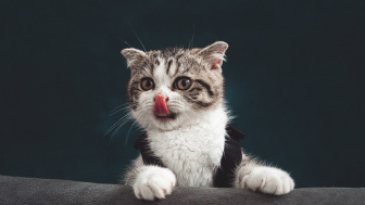 Peringati Hari Kucing Sedunia 8 Agustus, Inilah Fakta Unik Tentang Kucing!