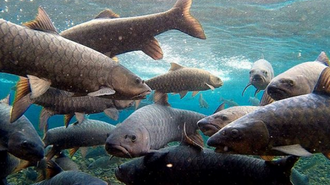 Mengenal Ikan Dewa Cibulan, Dianggap Jelmaan Prajurit Prabu Siliwangi, Populasinya Tetap dan Bila Mati Dibungkus Kafan