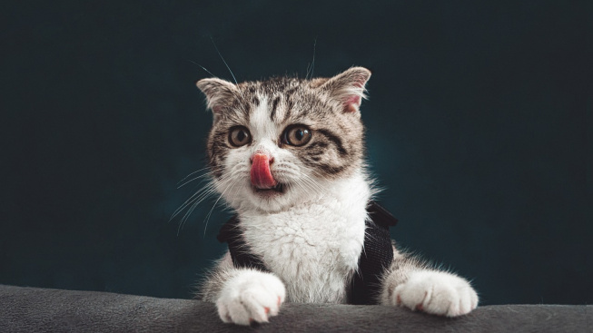 Peringati Hari Kucing Sedunia 8 Agustus, Inilah Fakta Unik Tentang Kucing!