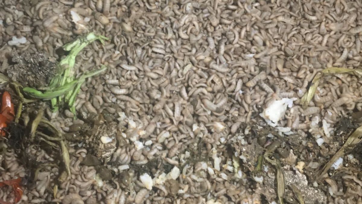 Ternak Maggot [SMAN 1 Ciawi]