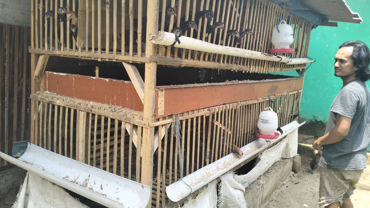 Peternakan Ayam yang Tidak Menimbulkan Bau [suara.com]