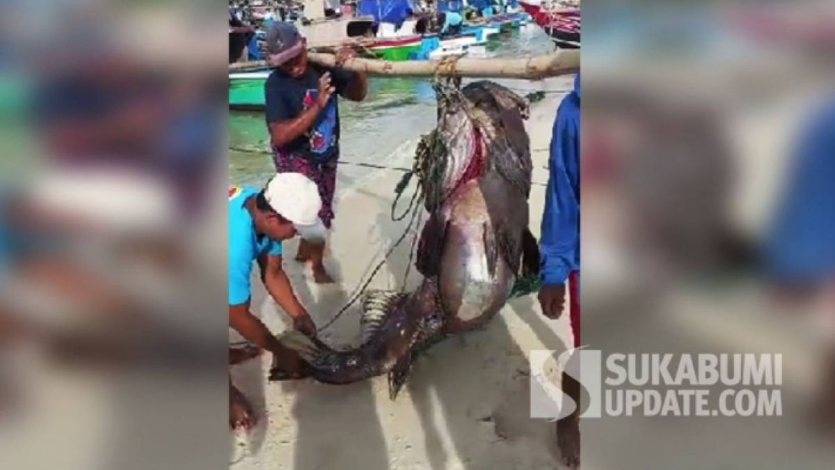 Ikan kerapu yang berhasil ditangkap oleh nelayan Ujung Genteng dengan bobot mencapai lebih dari 100 kg [sukabumiupdate.com]