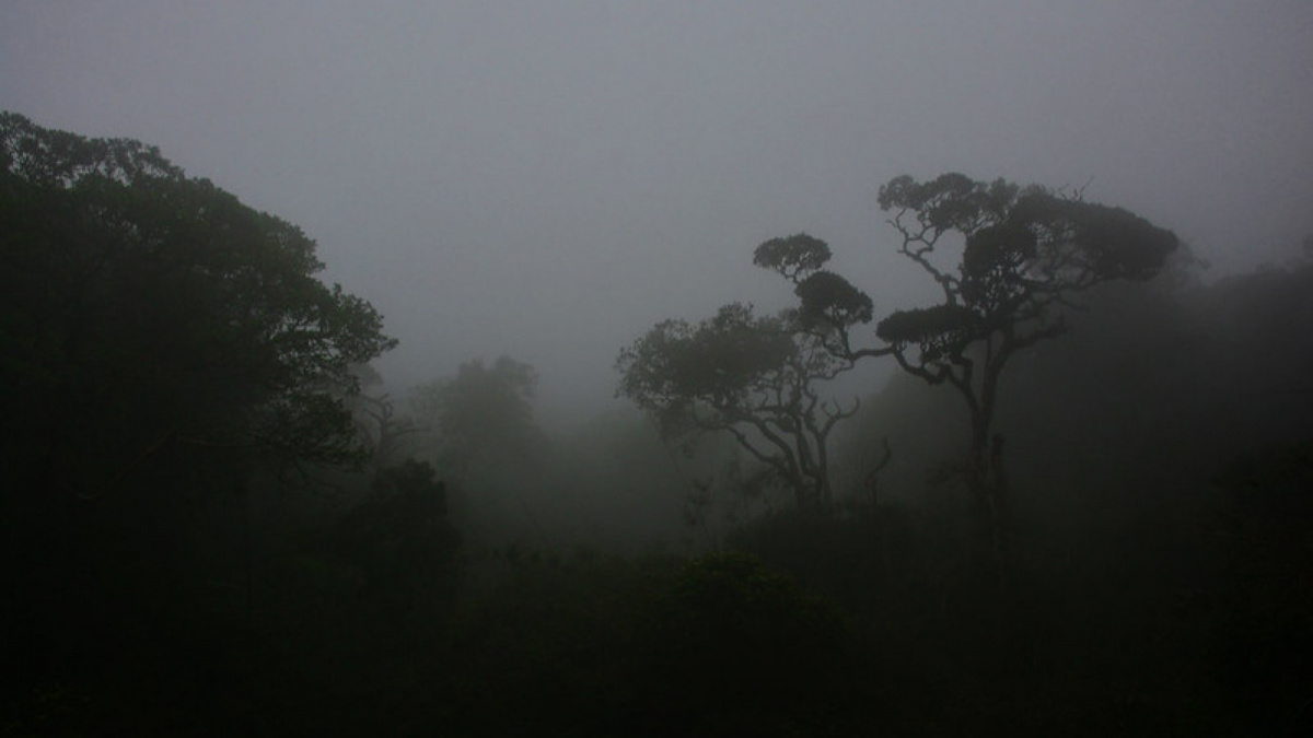 Ilustrasi hutan hujan. [Jinath Buddhika/Flickr]