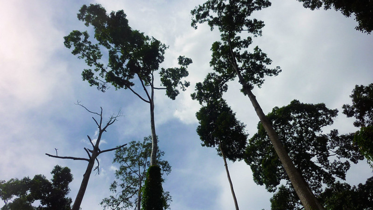 Kayu hutan Indonesia. [Nik Syaliza Hatta/Flickr]