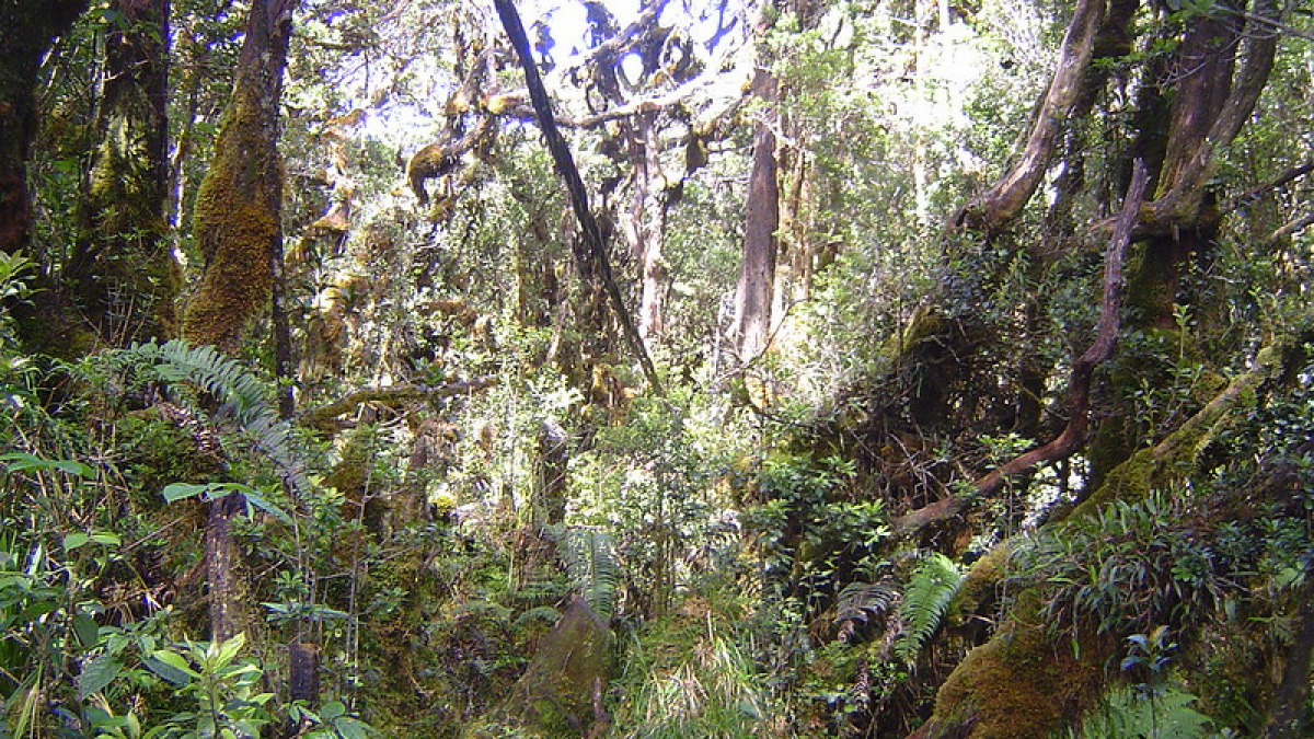 Ilustrasi hutan adat. [Cor Flameling/Flickr]