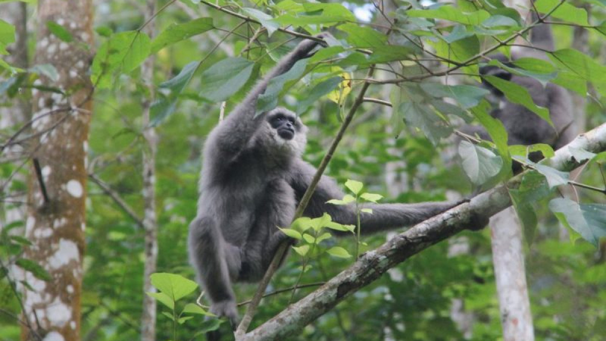 Owa jawa [Tommy Ardiansyah/Reuters]