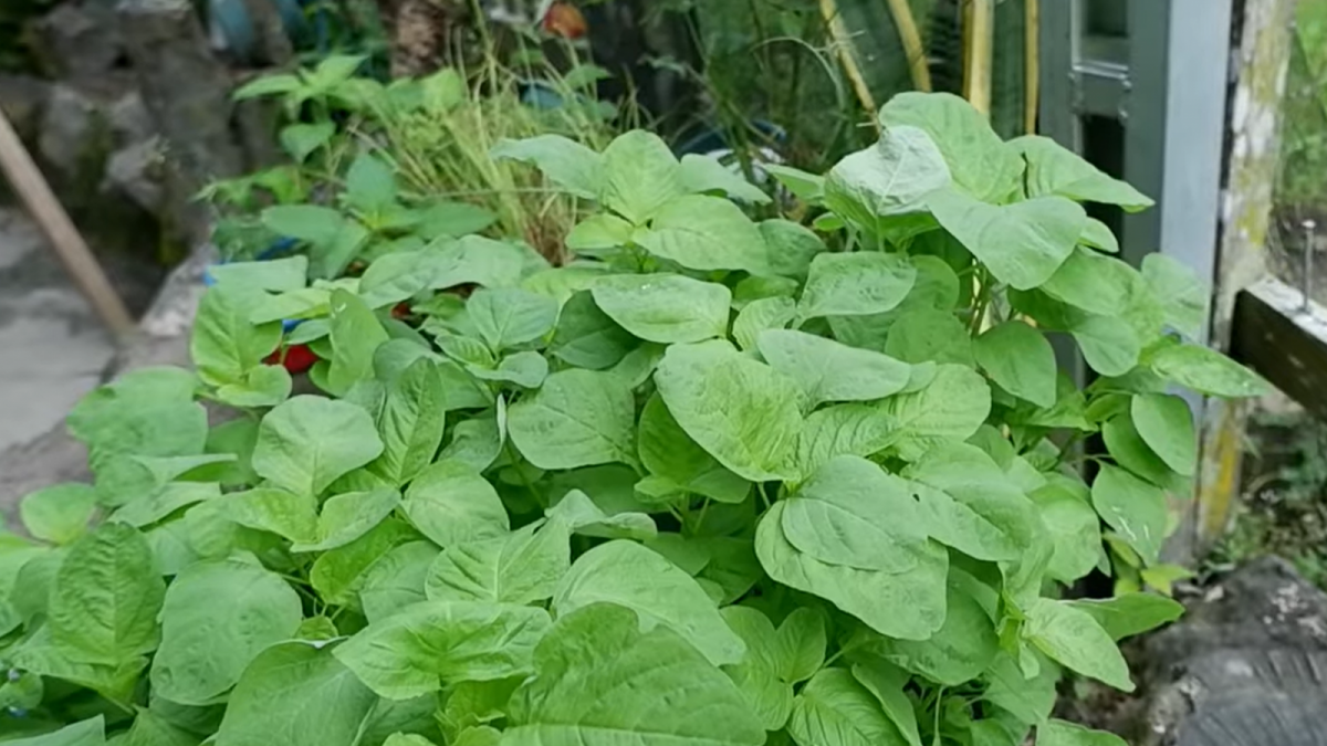 Ilustrasi Tanaman Bayam [tangkapan layar dari akun Youtube Daun Talas Chanel]