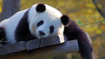 Lucu, Panda Raksasa di Cina Ini Melahirkan Sepasang Anak Kembar