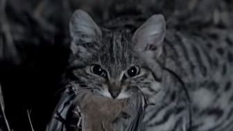 Kucing Kaki Hitam Atau Black Footed Cat Yang Terlihat Menggemaskan Ini Ternyata Kucing Paling Mematikan Di Dunia?